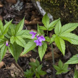 Photographie n°2171766 du taxon Cardamine pentaphyllos (L.) Crantz