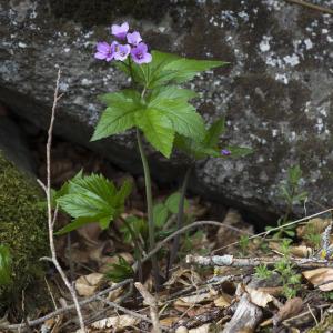 Photographie n°2171770 du taxon Cardamine pentaphyllos (L.) Crantz