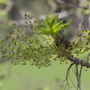 Photographie n°2171782 du taxon Fraxinus excelsior L.