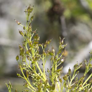 Photographie n°2171784 du taxon Fraxinus excelsior L.