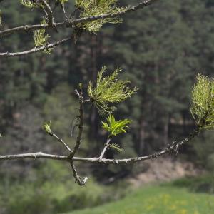 Photographie n°2171785 du taxon Fraxinus excelsior L.