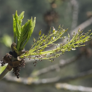 Photographie n°2171786 du taxon Fraxinus excelsior L.