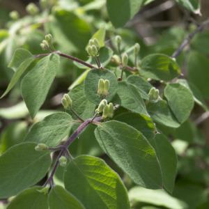 Photographie n°2171787 du taxon Lonicera xylosteum L.