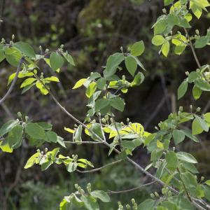 Photographie n°2171788 du taxon Lonicera xylosteum L.