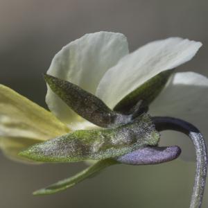 Photographie n°2171792 du taxon Viola tricolor subsp. saxatilis (F.W.Schmidt) Arcang. [1882]