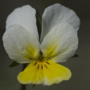 Photographie n°2171793 du taxon Viola tricolor subsp. saxatilis (F.W.Schmidt) Arcang. [1882]