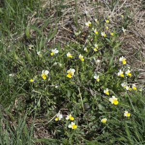 Photographie n°2171794 du taxon Viola tricolor subsp. saxatilis (F.W.Schmidt) Arcang. [1882]