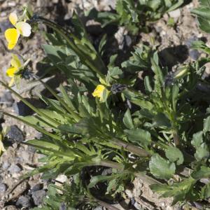 Photographie n°2171798 du taxon Viola tricolor subsp. saxatilis (F.W.Schmidt) Arcang. [1882]