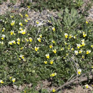 Photographie n°2171804 du taxon Viola tricolor subsp. saxatilis (F.W.Schmidt) Arcang. [1882]