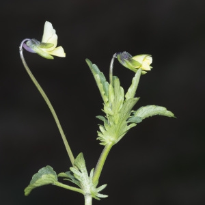 Photographie n°2171809 du taxon Viola tricolor subsp. saxatilis (F.W.Schmidt) Arcang. [1882]