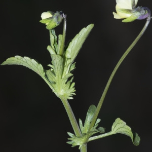 Photographie n°2171810 du taxon Viola tricolor subsp. saxatilis (F.W.Schmidt) Arcang. [1882]