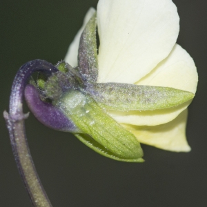 Photographie n°2171811 du taxon Viola tricolor subsp. saxatilis (F.W.Schmidt) Arcang. [1882]