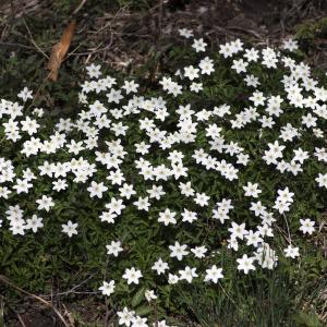 Photographie n°2171821 du taxon Anemone nemorosa L.