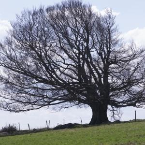 Photographie n°2171823 du taxon Fagus sylvatica L. [1753]