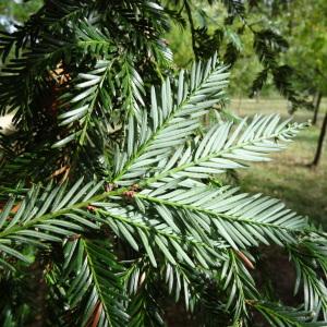 Photographie n°2171853 du taxon Sequoia sempervirens (D.Don) Endl. [1847]