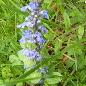 Photographie n°2171856 du taxon Ajuga reptans L. [1753]