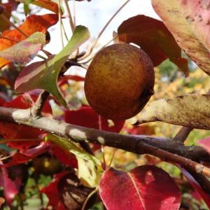 Photographie n°2171865 du taxon Malus domestica Borkh. [1803]