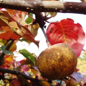 Photographie n°2171866 du taxon Malus domestica Borkh. [1803]