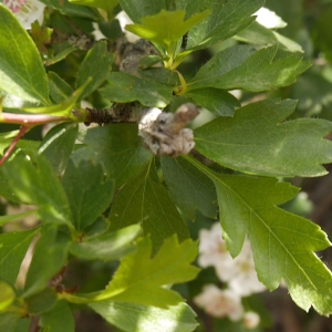 Photographie n°2171885 du taxon Crataegus laevigata (Poir.) DC. [1825]