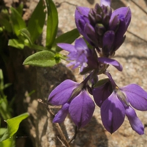 Photographie n°2171891 du taxon Polygala alpestris Rchb. [1823]