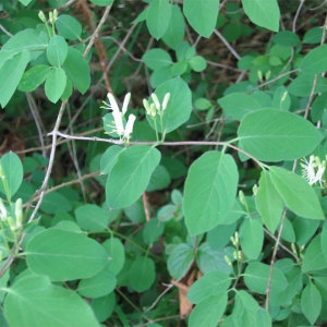 Photographie n°2171902 du taxon Lonicera xylosteum L. [1753]