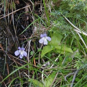 Photographie n°2171926 du taxon Pinguicula corsica Bernard & Gren. [1853]