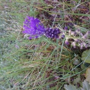 Photographie n°2171934 du taxon Muscari comosum (L.) Mill.