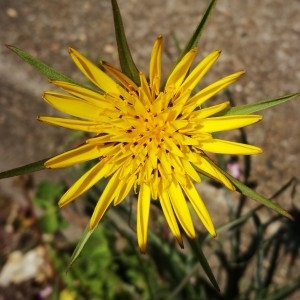 Photographie n°2171968 du taxon Tragopogon pratensis L. [1753]