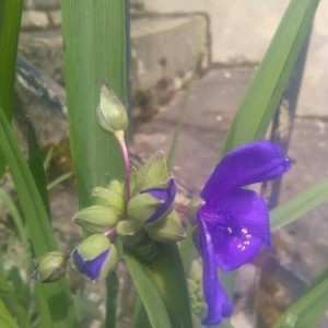 Photographie n°2172002 du taxon Tradescantia virginiana L. [1753]