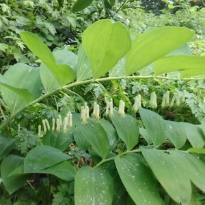 Photographie n°2172032 du taxon Polygonatum multiflorum (L.) All. [1785]