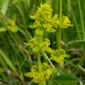 Photographie n°2172052 du taxon Cruciata laevipes Opiz [1852]