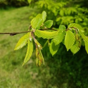 Photographie n°2172054 du taxon Ostrya carpinifolia Scop. [1772]