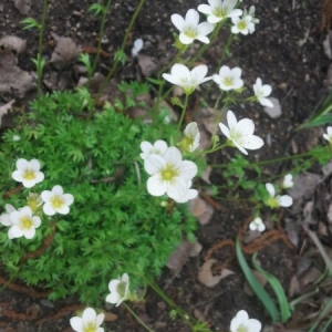 Photographie n°2172115 du taxon Saxifraga geranioides L. [1755]