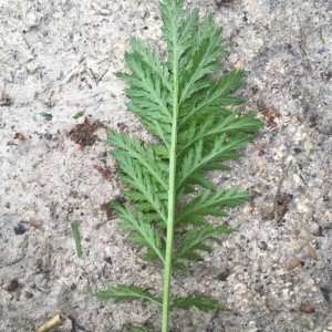 Photographie n°2172129 du taxon Tanacetum vulgare L. [1753]
