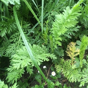 Photographie n°2172130 du taxon Tanacetum vulgare L. [1753]