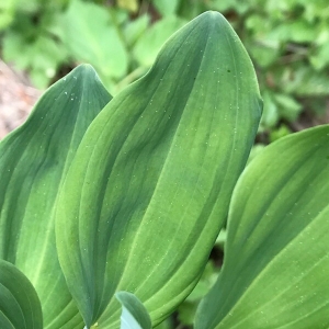 Photographie n°2172158 du taxon Polygonatum multiflorum (L.) All. [1785]