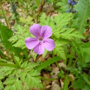 Photographie n°2172169 du taxon Geranium robertianum L.