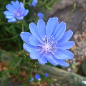 Photographie n°2172185 du taxon Cichorium intybus L. [1753]