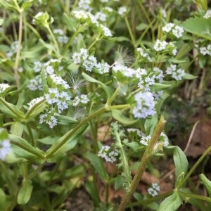 Photographie n°2172187 du taxon Valerianella locusta (L.) Laterr. [1821]