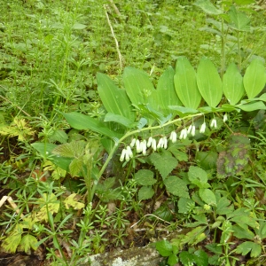 Photographie n°2172201 du taxon Polygonatum multiflorum (L.) All. [1785]