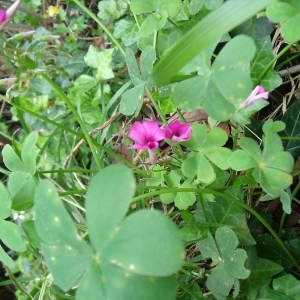 Photographie n°2172206 du taxon Oxalis articulata Savigny [1798]