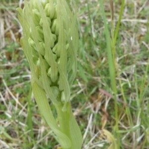 Photographie n°2172210 du taxon Himantoglossum hircinum (L.) Spreng. [1826]