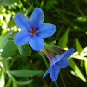 Photographie n°2172243 du taxon Buglossoides purpurocaerulea (L.) I.M.Johnst. [1954]