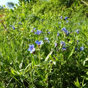 Photographie n°2172246 du taxon Buglossoides purpurocaerulea (L.) I.M.Johnst. [1954]