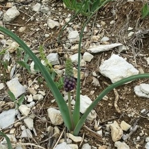 Photographie n°2172251 du taxon Muscari comosum (L.) Mill. [1768]