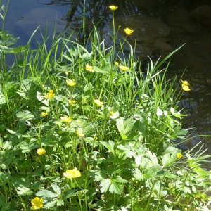 Photographie n°2172259 du taxon Ranunculus acris L. [1753]