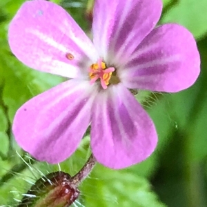 Photographie n°2172270 du taxon Geranium robertianum L. [1753]