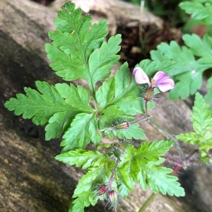 Photographie n°2172271 du taxon Geranium robertianum L. [1753]