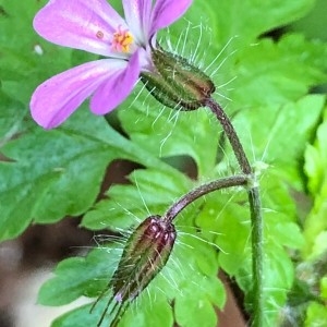 Photographie n°2172273 du taxon Geranium robertianum L. [1753]