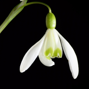Photographie n°2172282 du taxon Galanthus nivalis L. [1753]